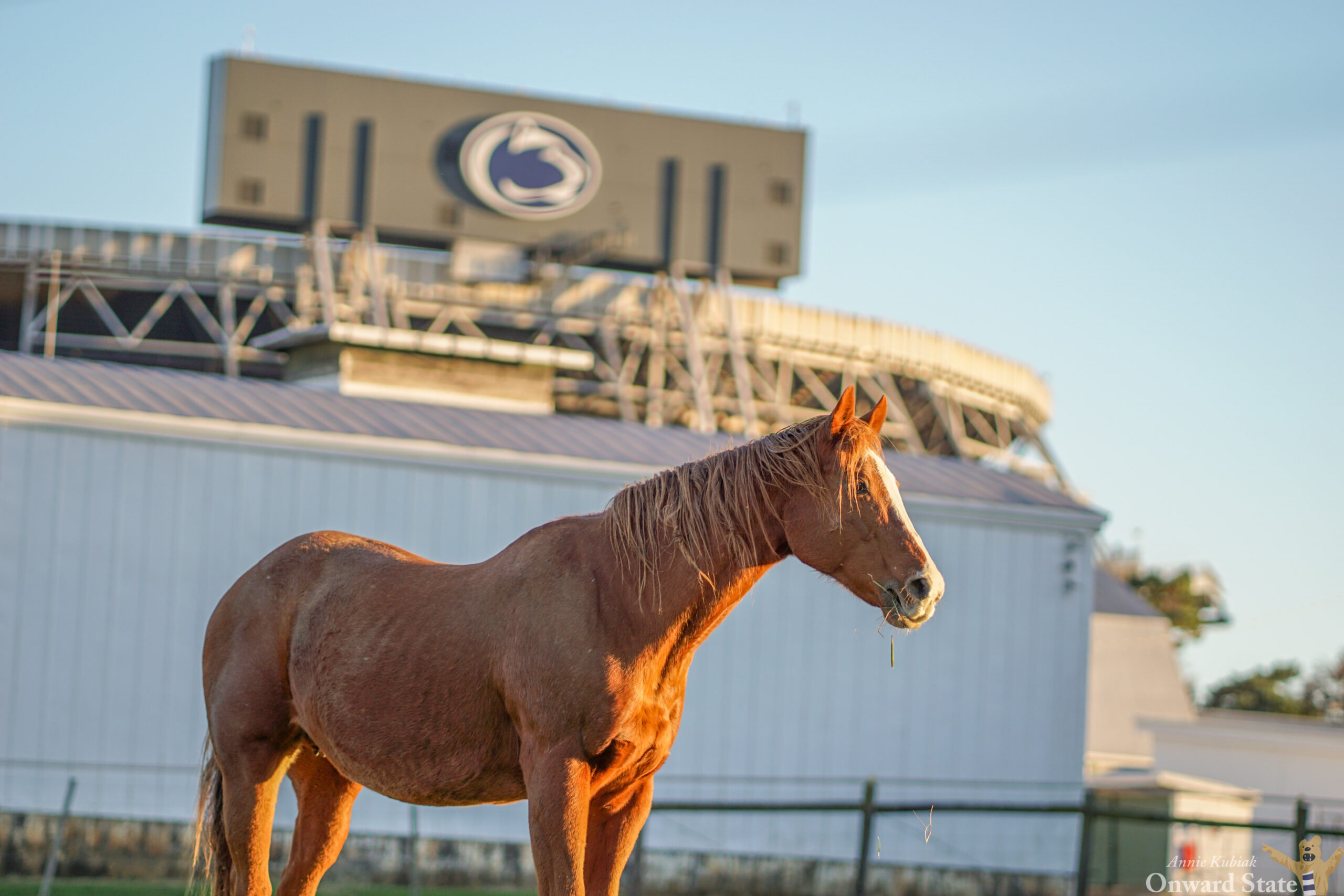 19th Annual Penn State Quarter Horse Sale Open For Virtual Bidding