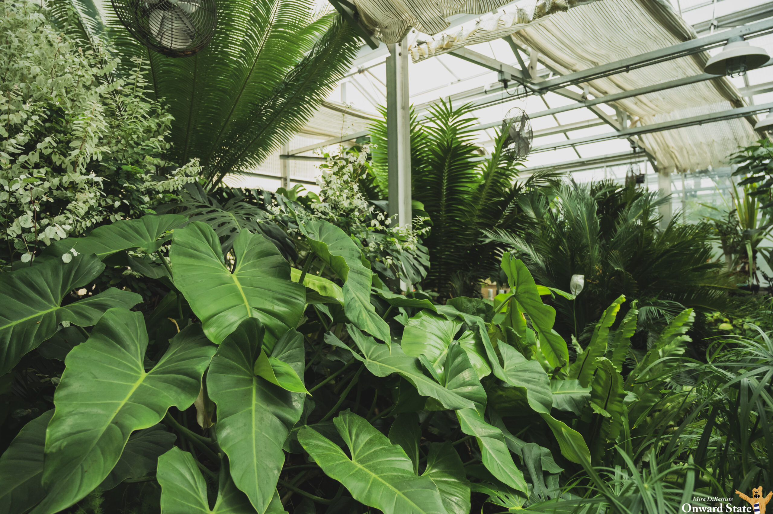[Photo Story] Touring A Penn State Greenhouse Onward State
