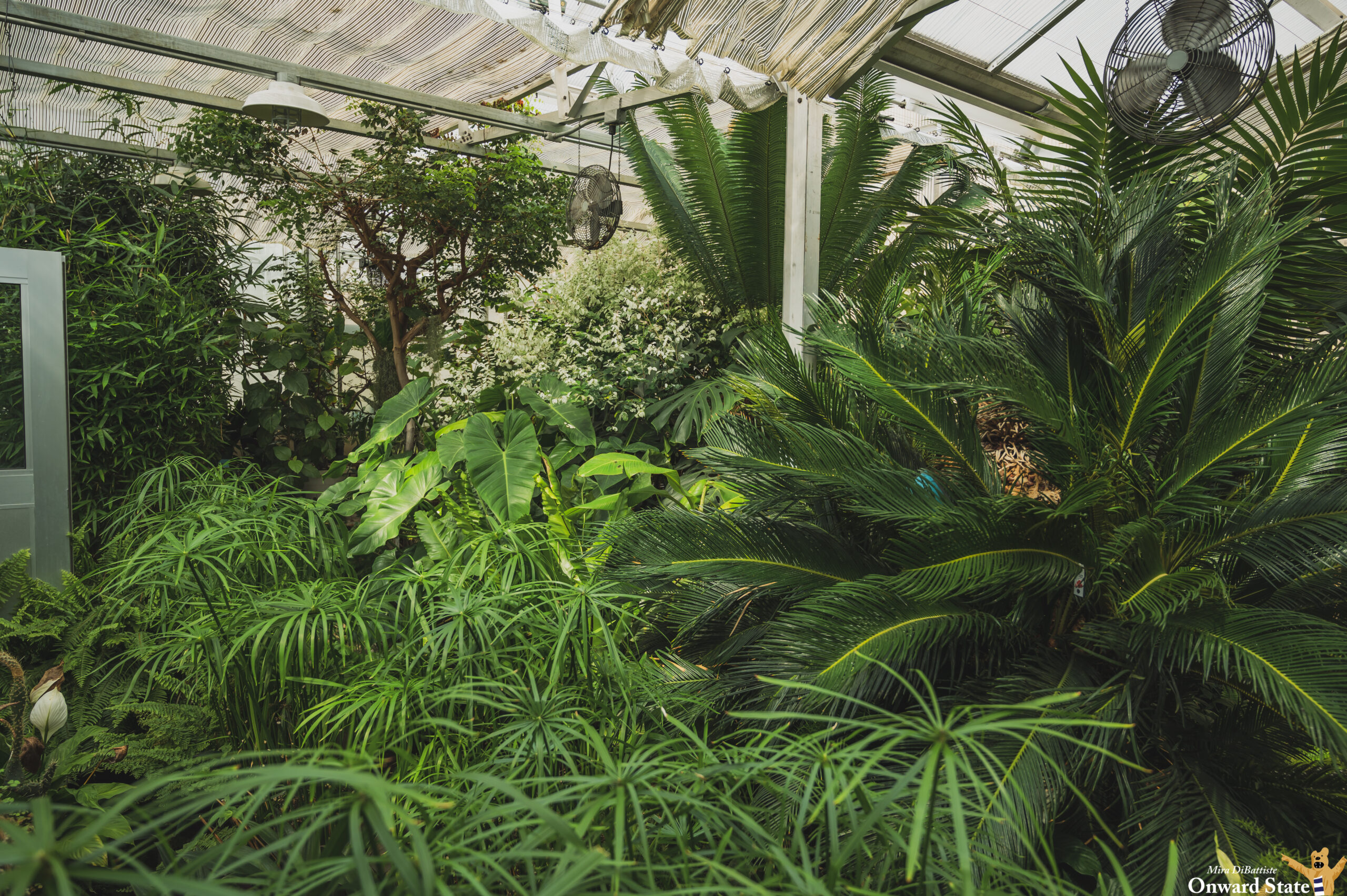 [Photo Story] Touring A Penn State Greenhouse Onward State