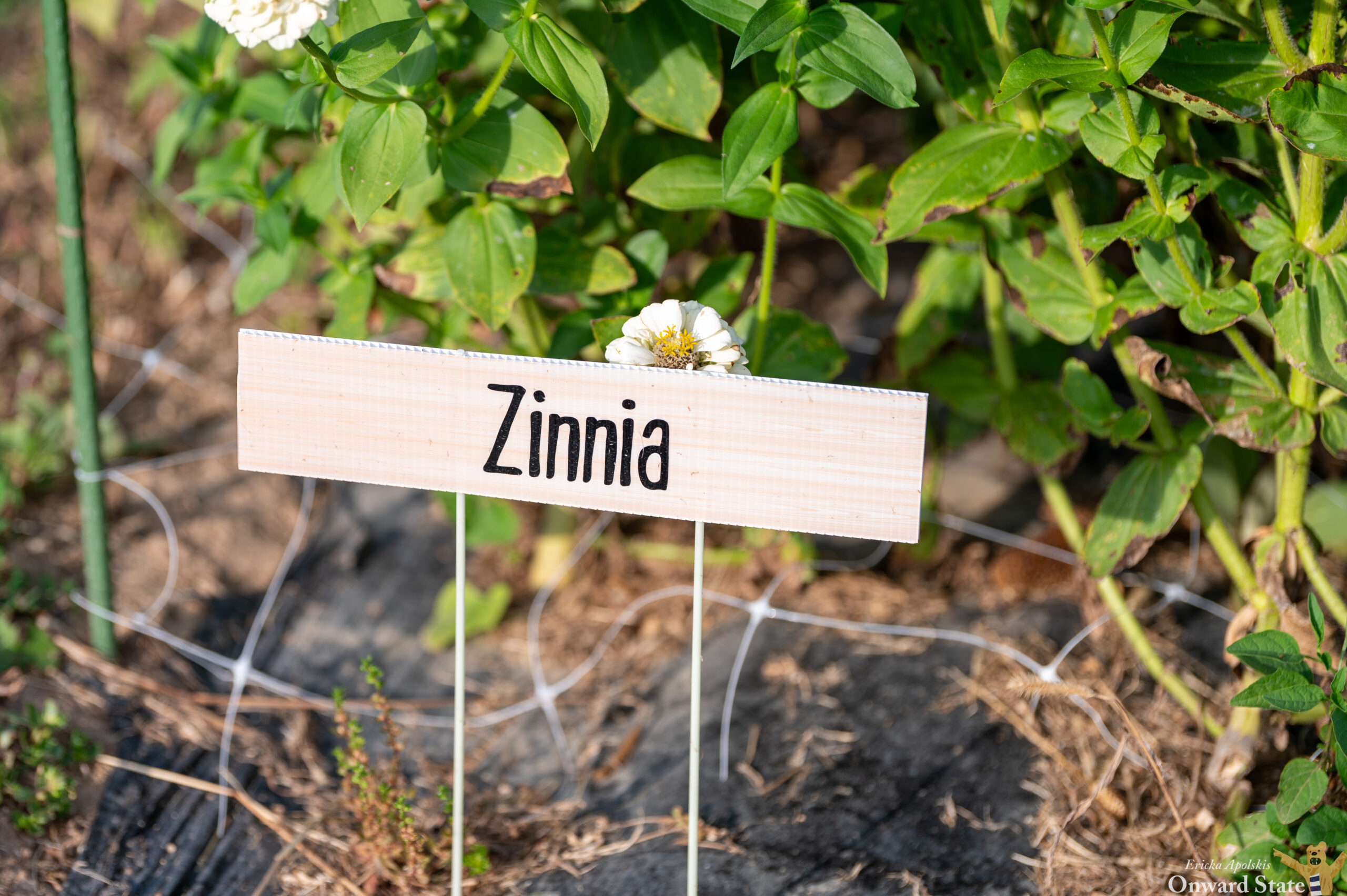 [Photo Story] Blooming Petals Flower Farm In Bellefonte Onward State